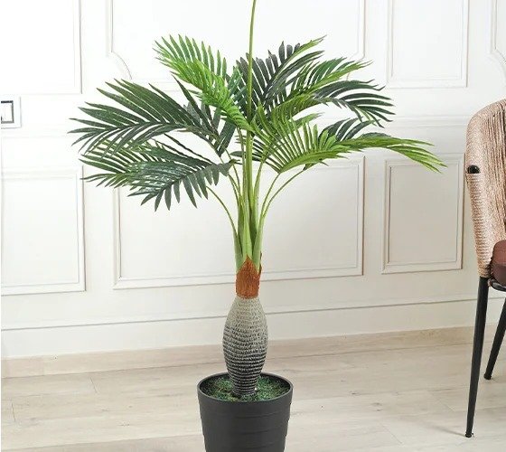 Bottle Palm Plant